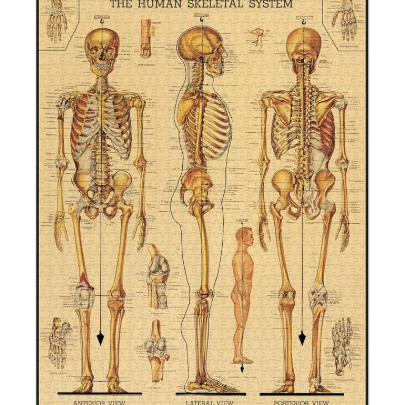 Les Jeux D'Intérieur<Cavallini & Co Puzzle 1000 pièces Squelette,